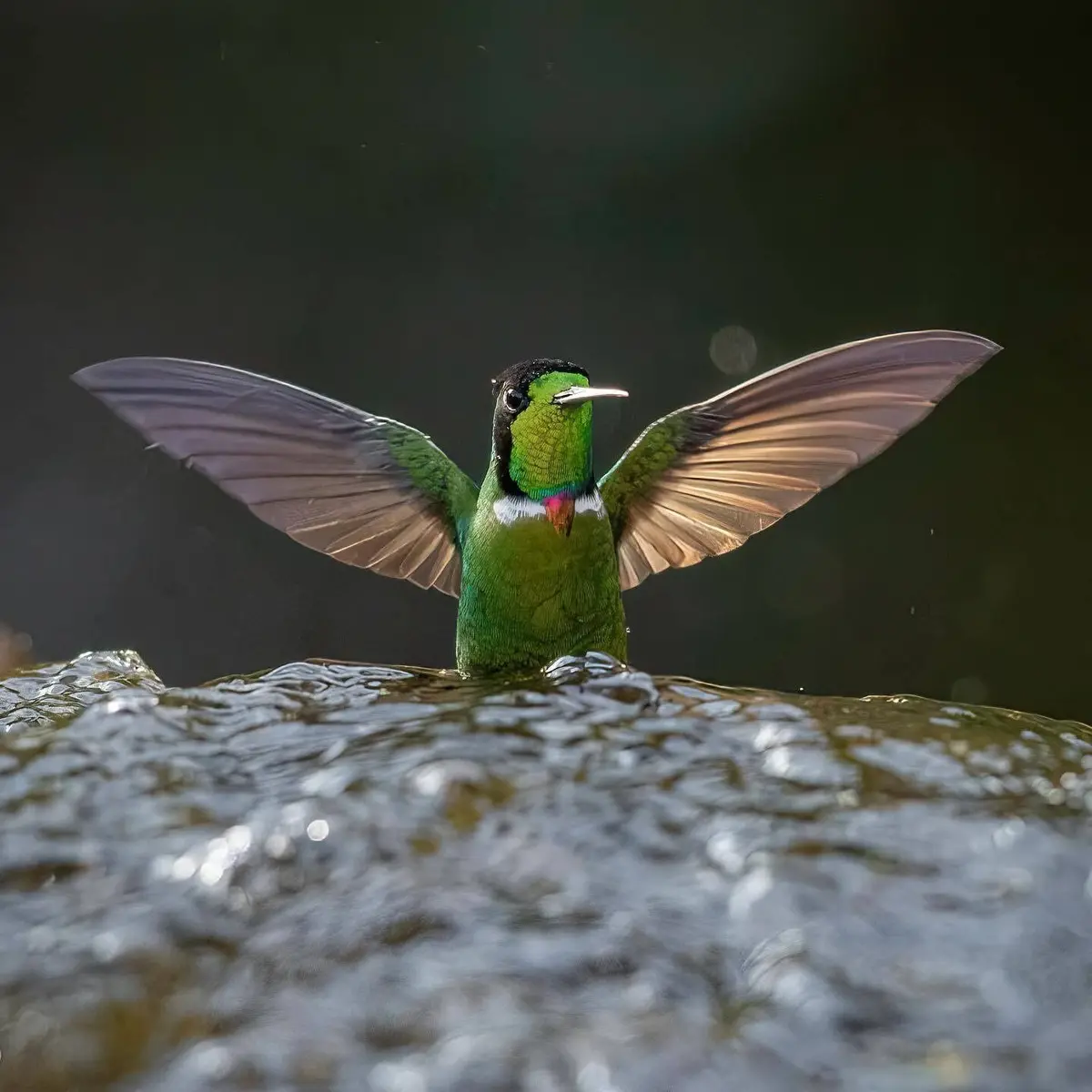 Beija-flor-de-gravatinha-vermelha de asas abertas tomando banho numa pedra molhada
