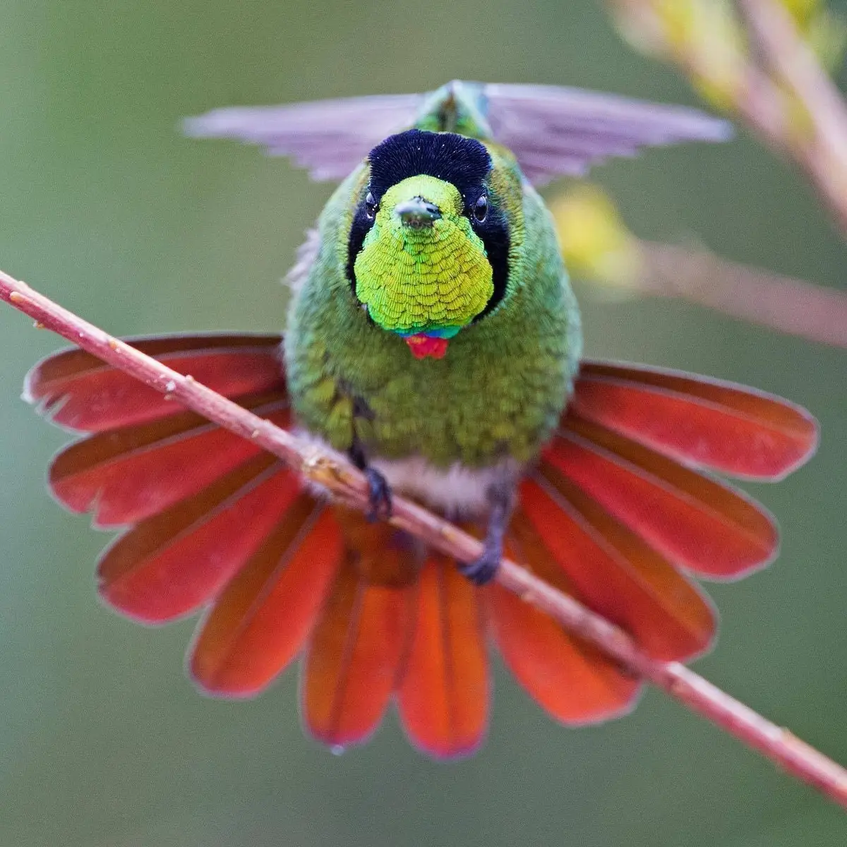 Beija-flor-de-gravatinha-vermelha pousado num galho com a cauda vermelha aberta em leque