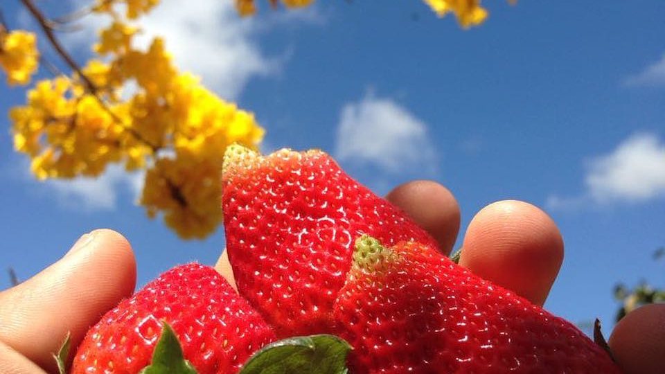 Rota das Frutas Vermelha na Chapada Diamantina